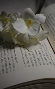 Preview wallpaper flower, petals, book, hieroglyphs, reading