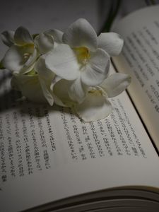 Preview wallpaper flower, petals, book, hieroglyphs, reading