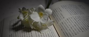 Preview wallpaper flower, petals, book, hieroglyphs, reading