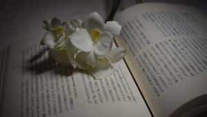 Preview wallpaper flower, petals, book, hieroglyphs, reading