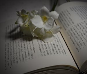 Preview wallpaper flower, petals, book, hieroglyphs, reading