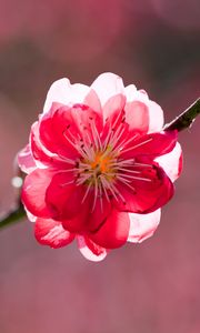 Preview wallpaper flower, petals, branch, peach, spring, sunshine