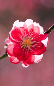 Preview wallpaper flower, petals, branch, peach, spring, sunshine