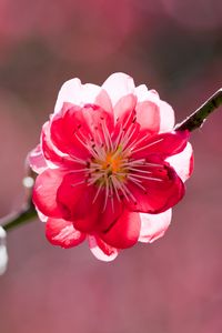 Preview wallpaper flower, petals, branch, peach, spring, sunshine