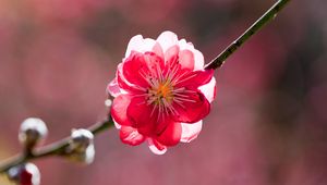 Preview wallpaper flower, petals, branch, peach, spring, sunshine