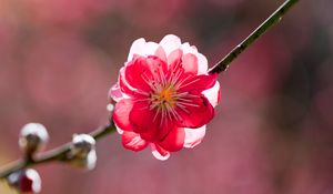 Preview wallpaper flower, petals, branch, peach, spring, sunshine