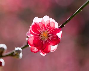 Preview wallpaper flower, petals, branch, peach, spring, sunshine