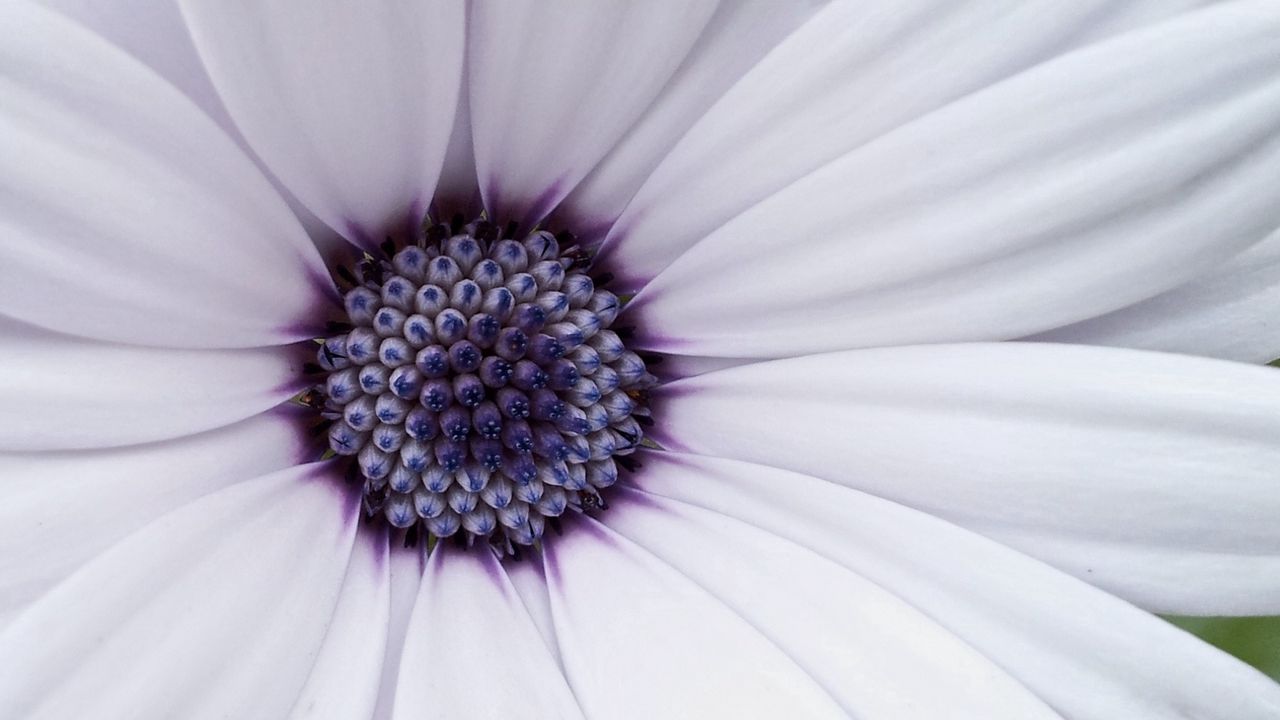 Wallpaper flower, petals, bright, white, lilac