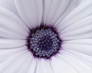 Preview wallpaper flower, petals, bright, white, lilac