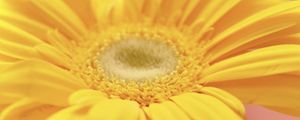 Preview wallpaper flower, petals, bright, yellow, macro