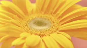 Preview wallpaper flower, petals, bright, yellow, macro