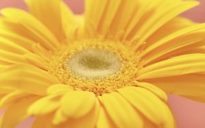 Preview wallpaper flower, petals, bright, yellow, macro