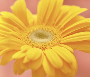 Preview wallpaper flower, petals, bright, yellow, macro