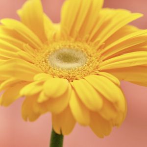 Preview wallpaper flower, petals, bright, yellow, macro
