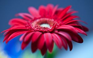 Preview wallpaper flower, petals, bright, background