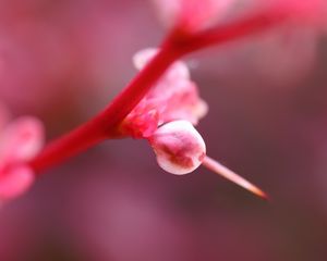 Preview wallpaper flower, petals, bright, edge