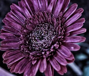 Preview wallpaper flower, petals, bud, close-up