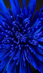 Preview wallpaper flower, petals, bud, blue