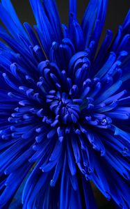 Preview wallpaper flower, petals, bud, blue