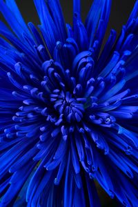 Preview wallpaper flower, petals, bud, blue
