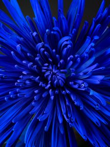 Preview wallpaper flower, petals, bud, blue