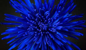 Preview wallpaper flower, petals, bud, blue