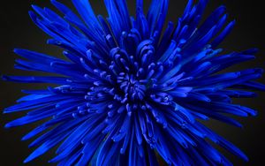 Preview wallpaper flower, petals, bud, blue