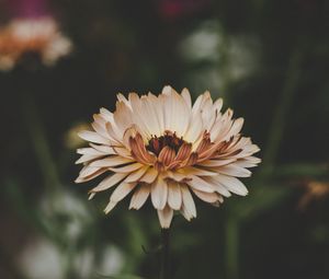Preview wallpaper flower, petals, bud, blur