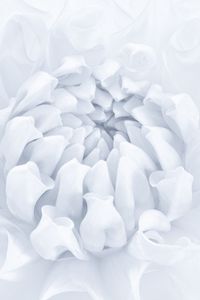 Preview wallpaper flower, petals, bud, white