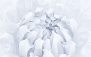 Preview wallpaper flower, petals, bud, white