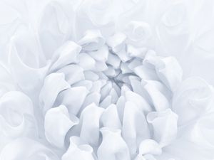 Preview wallpaper flower, petals, bud, white