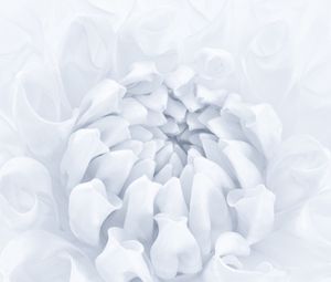 Preview wallpaper flower, petals, bud, white