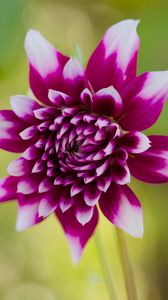 Preview wallpaper flower, petals, bud, stems, purple, macro