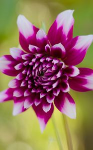 Preview wallpaper flower, petals, bud, stems, purple, macro