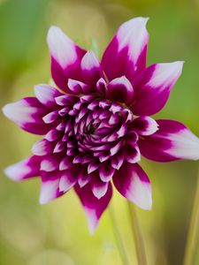Preview wallpaper flower, petals, bud, stems, purple, macro