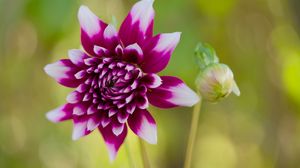 Preview wallpaper flower, petals, bud, stems, purple, macro