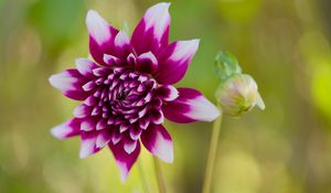 Preview wallpaper flower, petals, bud, stems, purple, macro