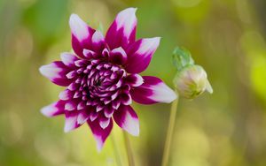 Preview wallpaper flower, petals, bud, stems, purple, macro