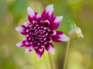 Preview wallpaper flower, petals, bud, stems, purple, macro