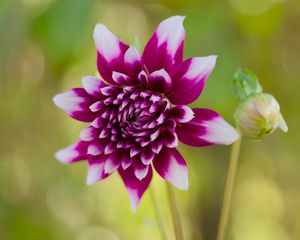 Preview wallpaper flower, petals, bud, stems, purple, macro