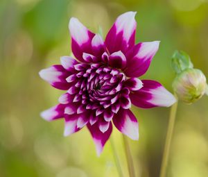 Preview wallpaper flower, petals, bud, stems, purple, macro