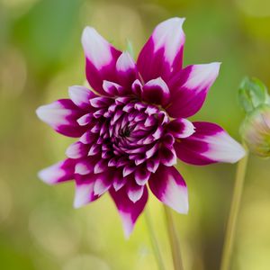 Preview wallpaper flower, petals, bud, stems, purple, macro