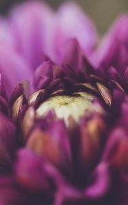 Preview wallpaper flower, petals, bud, blossom, macro, purple