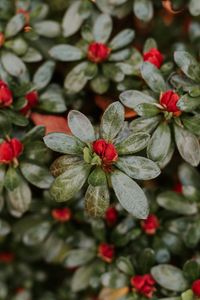Preview wallpaper flower, petals, buds, plant, macro