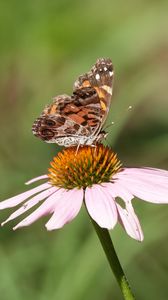 Preview wallpaper flower, petals, butterfly, wings, macro, blur