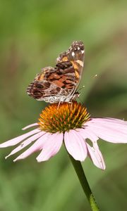 Preview wallpaper flower, petals, butterfly, wings, macro, blur