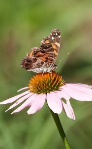 Preview wallpaper flower, petals, butterfly, wings, macro, blur