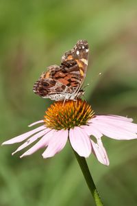 Preview wallpaper flower, petals, butterfly, wings, macro, blur