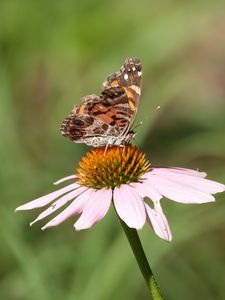 Preview wallpaper flower, petals, butterfly, wings, macro, blur