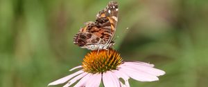 Preview wallpaper flower, petals, butterfly, wings, macro, blur